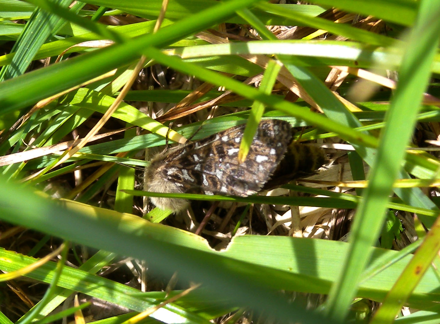 Nascosta nell''erba: Pharmacis claudiae - Hepialidae